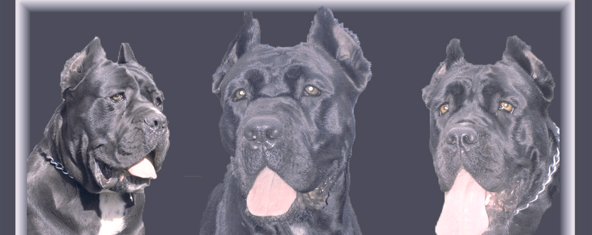 GINOSTRA   RZJE   CANE  CORSO   KENNEL